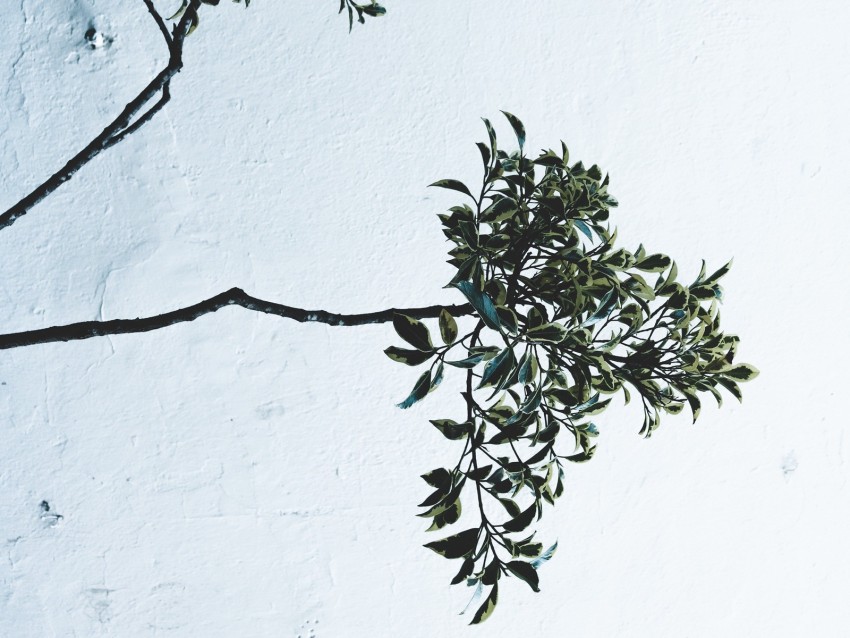 branches, leaves, plant, wall, white