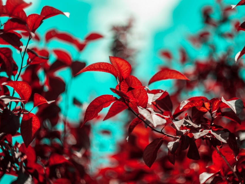 branches, leaves, red, plant
