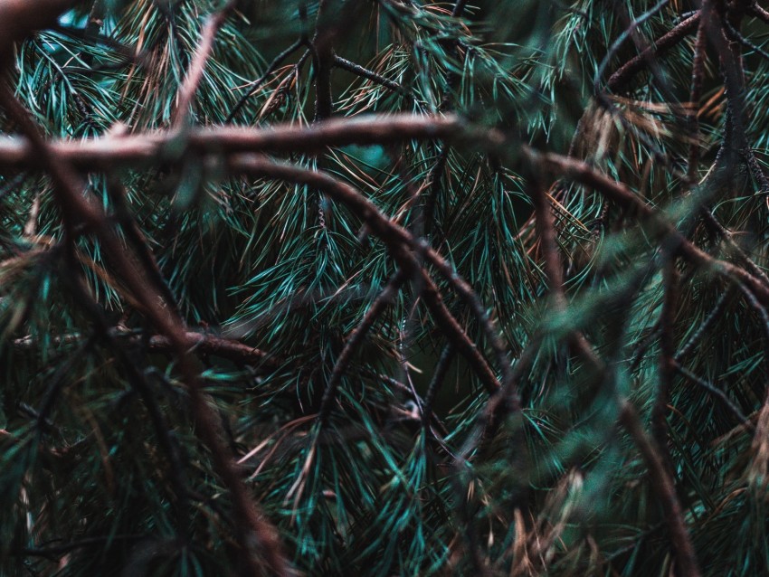 branches, pine, needles, tree, evergreen