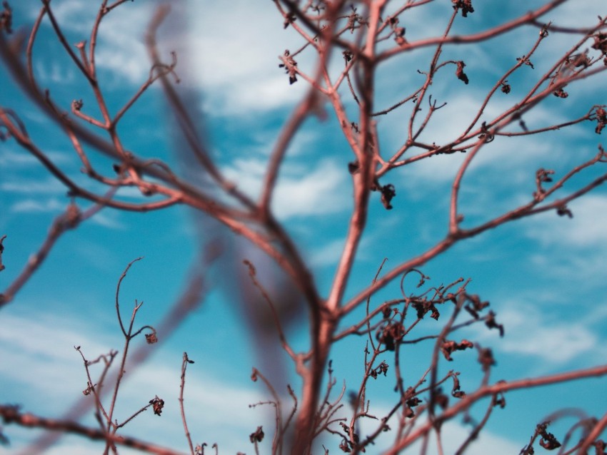 branches, sky, clouds, blur