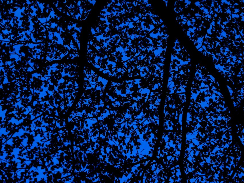 branches, sky, dark, tree, leaves, blue, pattern