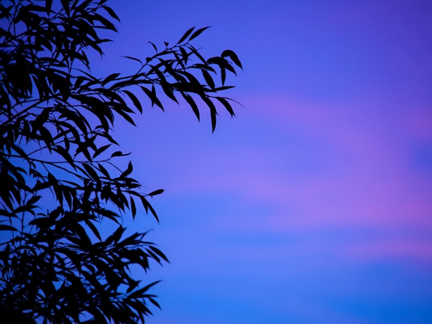 branches, sky, leaves, twilight, sunset, gradient