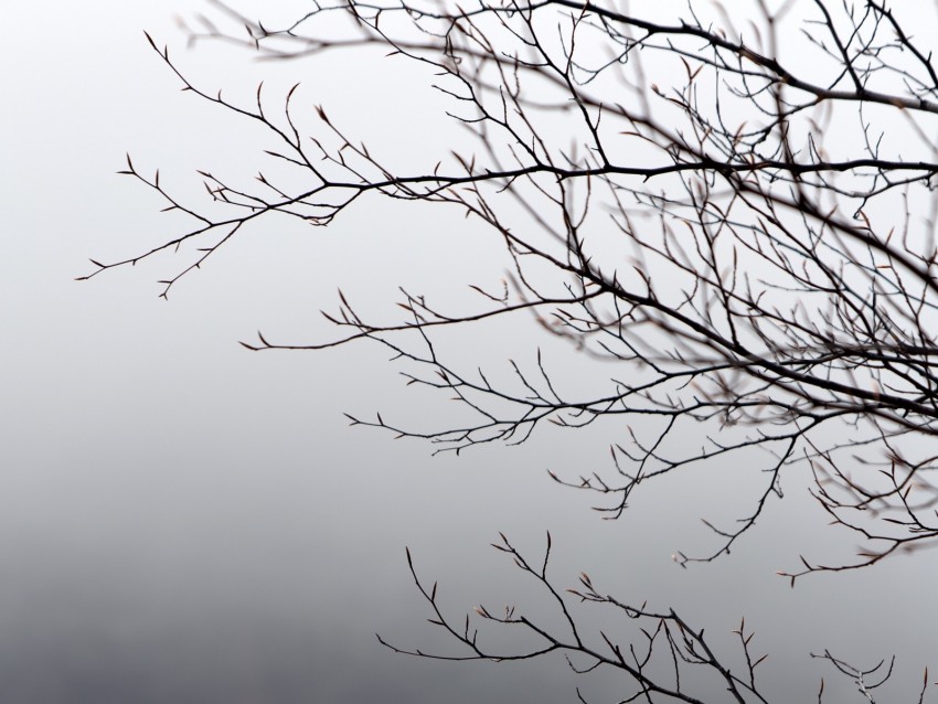 branches, tree, fog, gray, gloomy