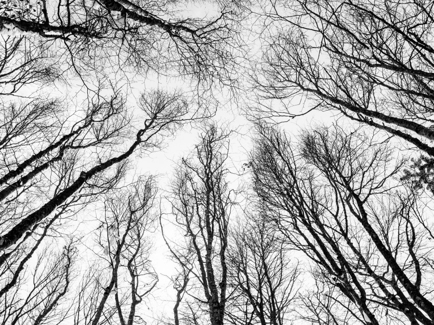 branches, trees, bw, bottom view, autumn