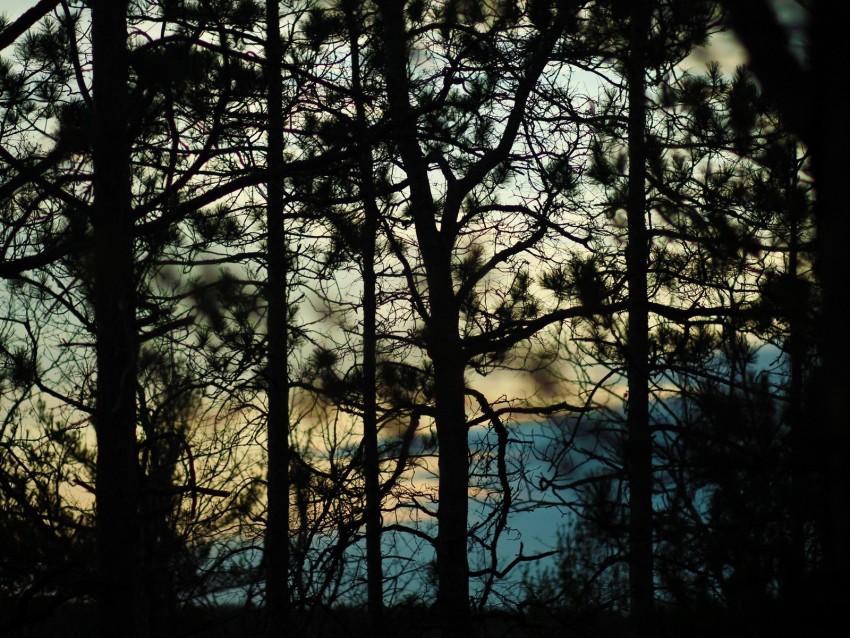 branches, trees, shadows, blur, dark