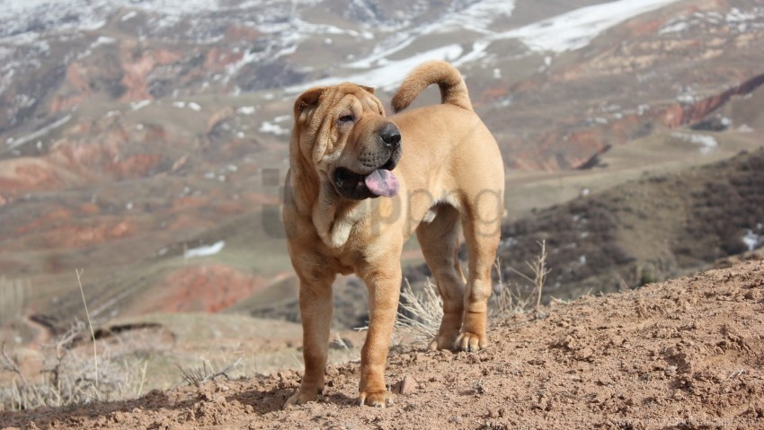 Wallpaper : Shar Pei, dog, face, wrinkles 3072x2304 - - 667382 - HD  Wallpapers - WallHere