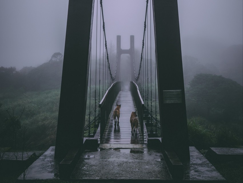 bridge, fog, dogs, overcast