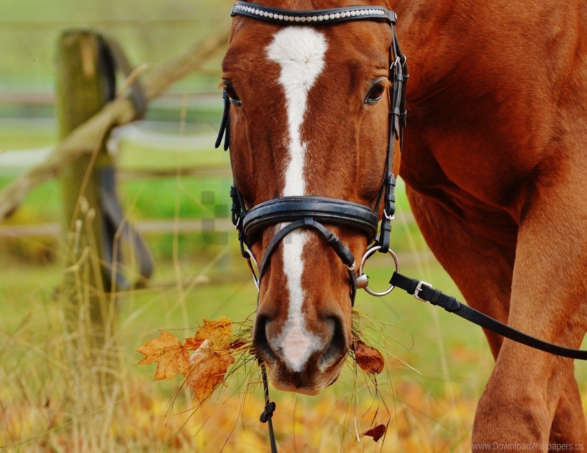 bridle, grass, horse, muzzle wallpaper background best stock photos | TOPpng