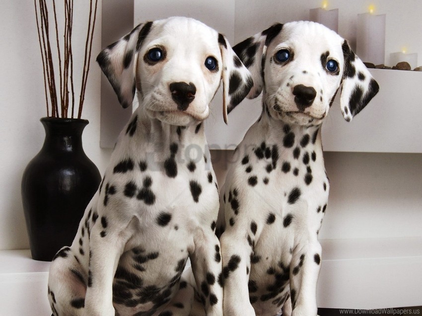 brindle couple dalmatians puppies wallpaper background best stock photos - Image ID 160209