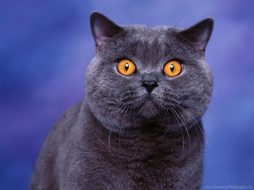 free PNG british, cat, eyes, face wallpaper background best stock photos PNG images transparent