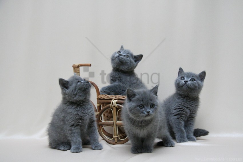free PNG british, color, kittens, photoshoot, thumbnail wallpaper background best stock photos PNG images transparent