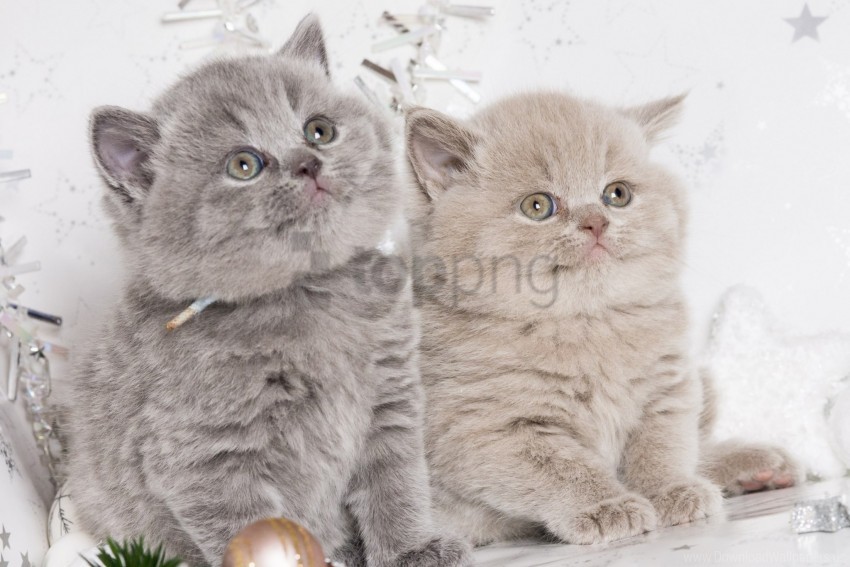 free PNG british, couple, cute, kittens wallpaper background best stock photos PNG images transparent