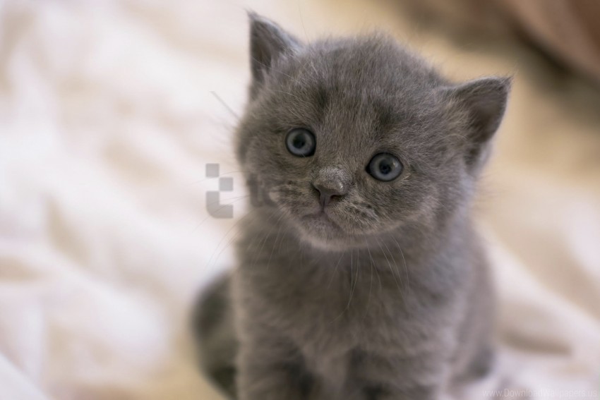 free PNG british, eyes, face, kitten wallpaper background best stock photos PNG images transparent