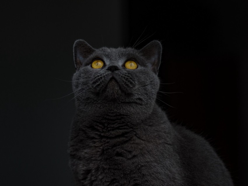 british shorthair, cat, gray, sight