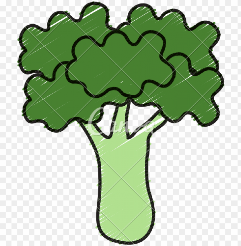 broccoli fresh vegetable icon icons by canva - vegetable png - Free PNG  Images | TOPpng