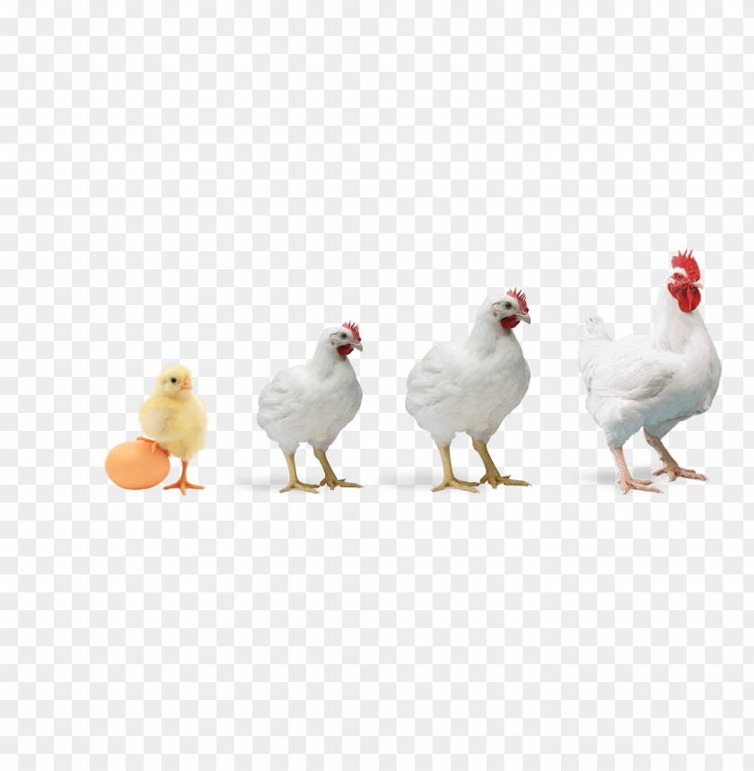 broiler chicken png PNG transparent with Clear Background ID 120291