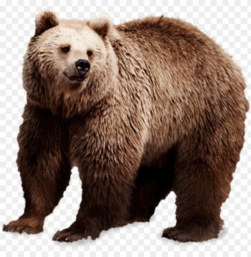 animals, bears, brown bear, 