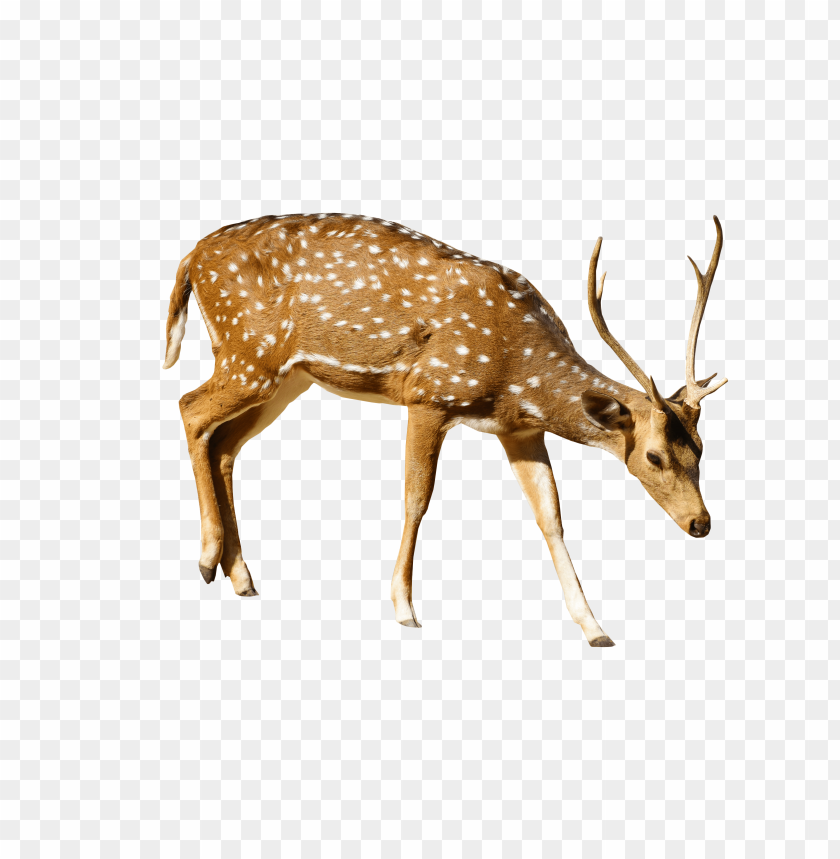 
deer
, 
brown deer
, 
venison
, 
roe
, 
roe deer
, 
deer eating
