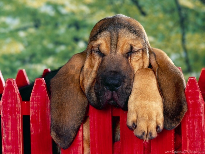 brown dog ears fence sleep wallpaper background best stock photos - Image ID 160206