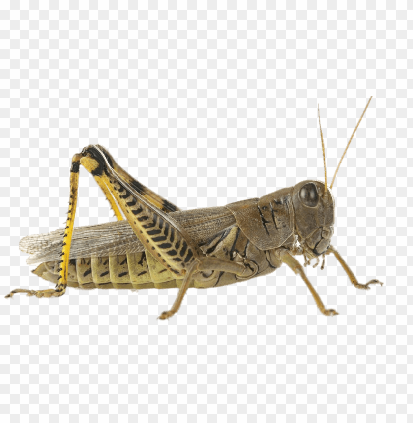 animals, insects, grasshoppers, brown grasshopper, 