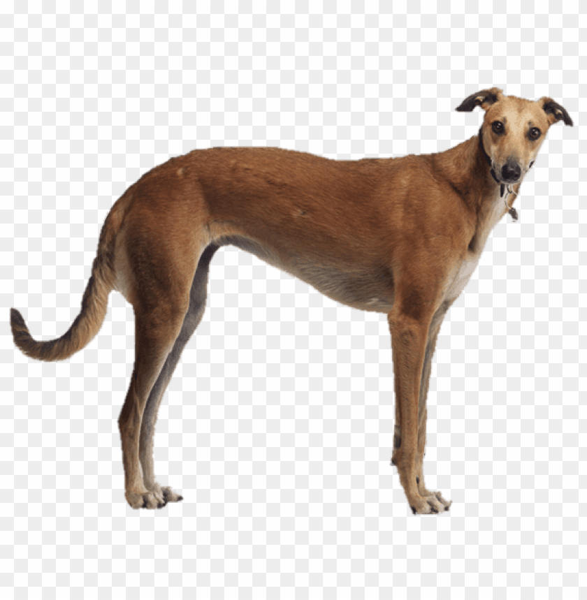 animals, greyhounds, brown greyhound side view, 