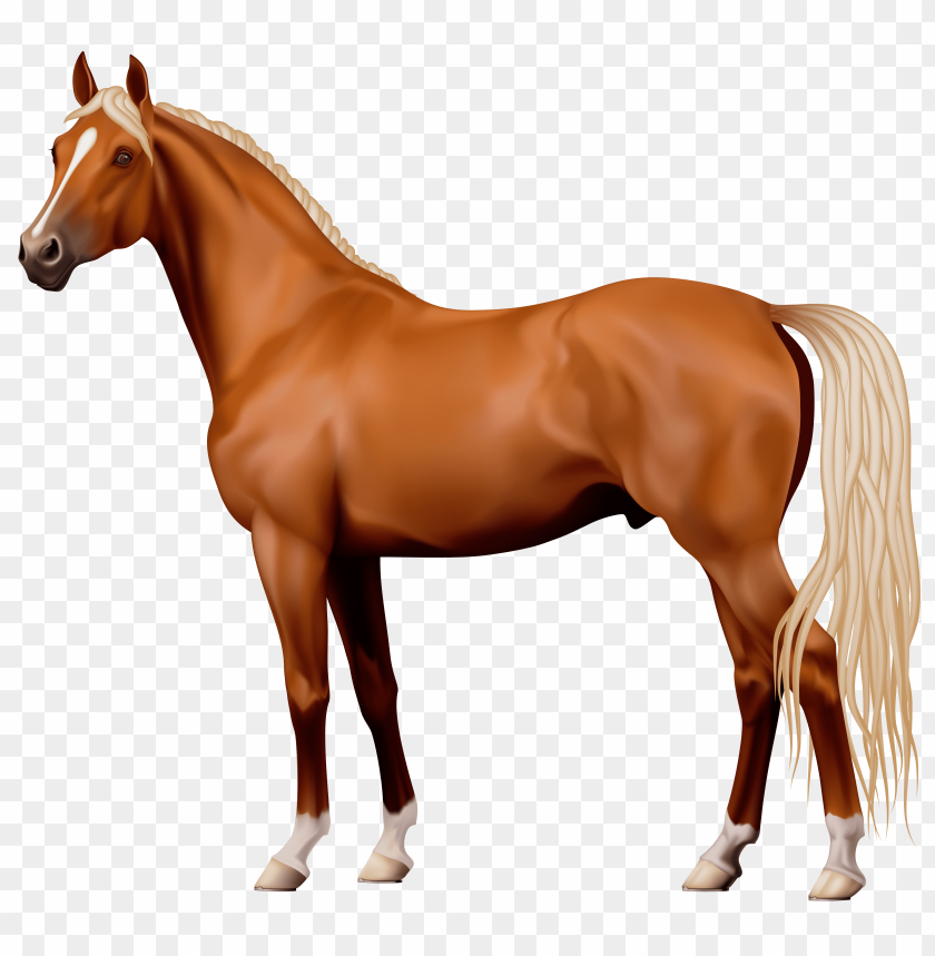 brown, horse