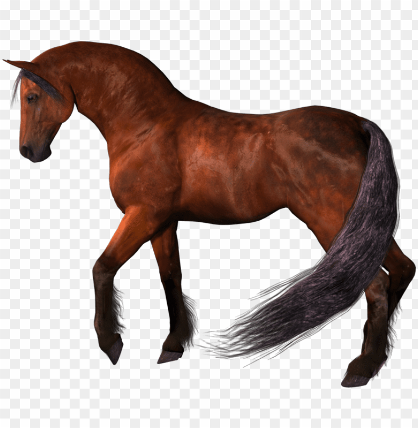free PNG brown horse png - horse PNG image with transparent background PNG images transparent