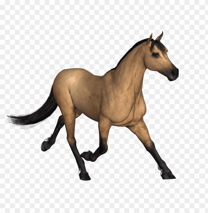animals, horses, brown horse running, 