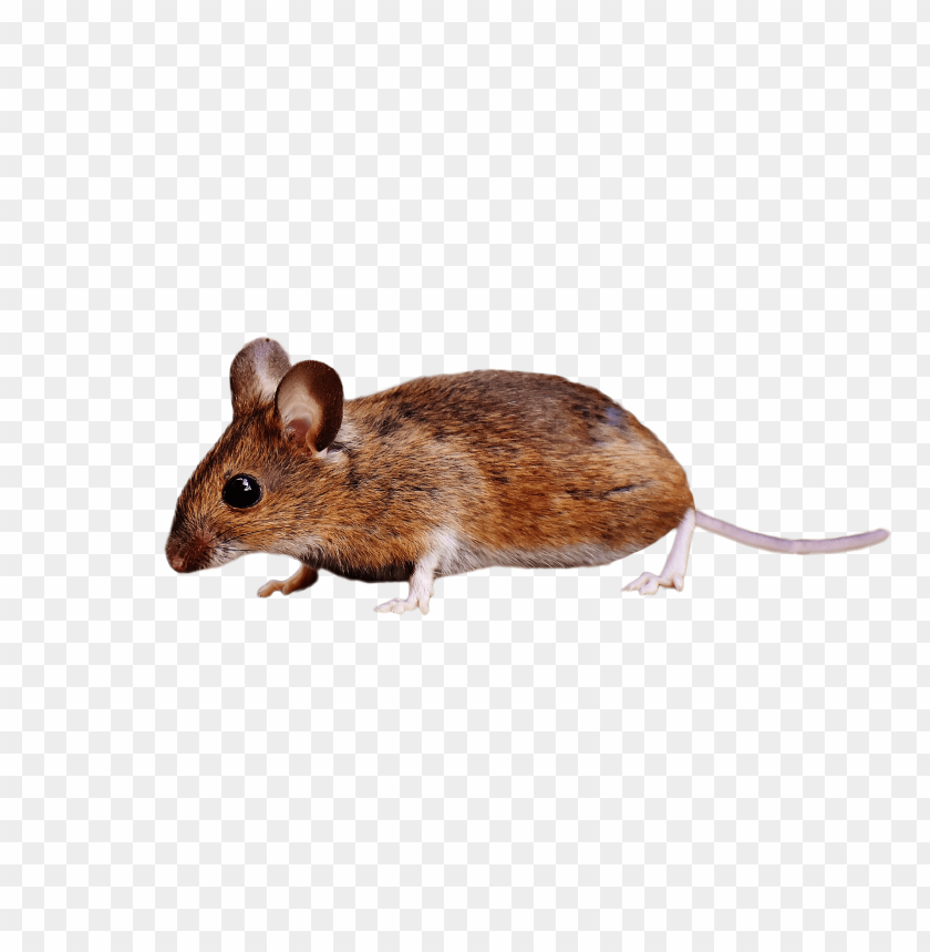
mouse
, 
rat
, 
brown mouse
, 
mouse standing

