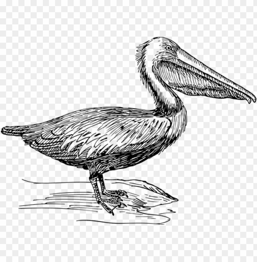 pelican, water droplet, glass of water, water drop clipart, phoenix bird, twitter bird logo