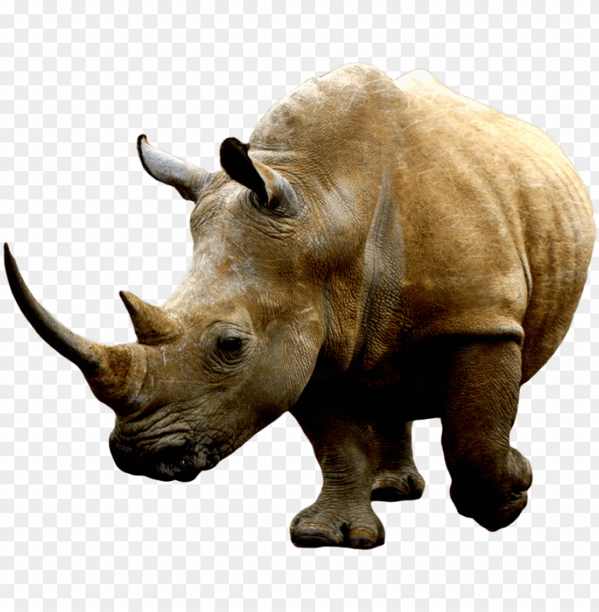 animals, rhinoceros, brown rhino, 