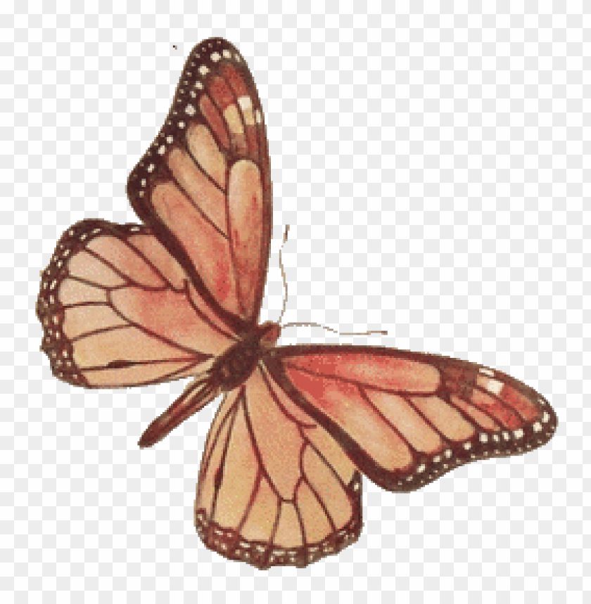 animals, insects, butterflies, brown rose butterfly, 