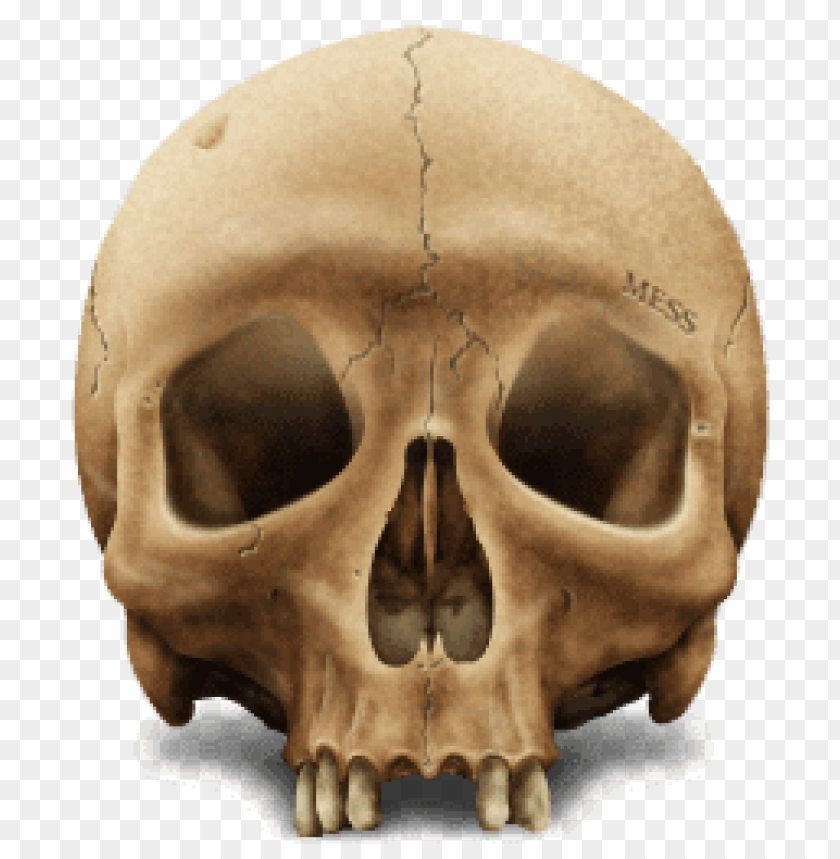 people, skulls and skeletons, brown skull, 