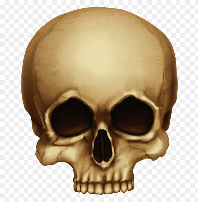 people, skulls and skeletons, brown skull small, 