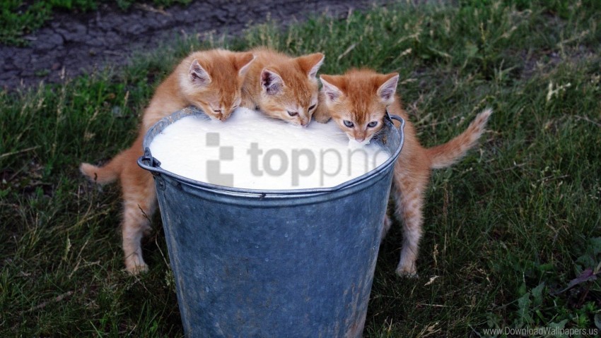 bucket, drink, food, kittens, milk, rustic wallpaper background best stock photos@toppng.com