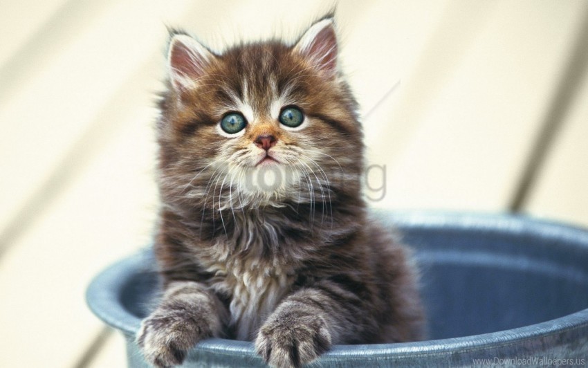 bucket fluffy kitten sitting snout wallpaper background best stock photos - Image ID 160167