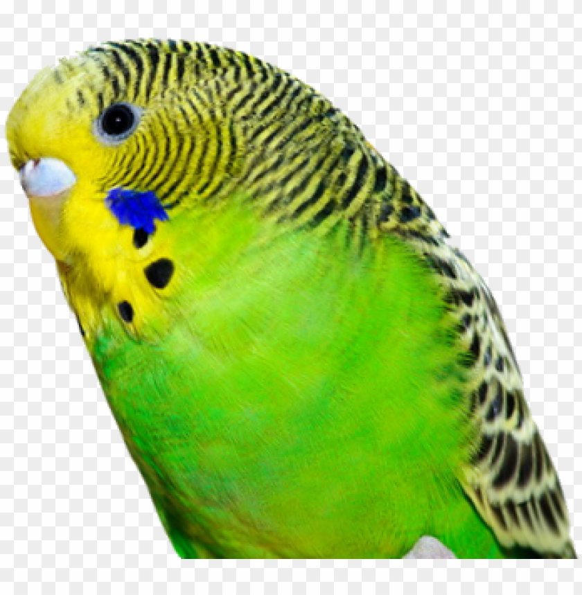 budgie birthday wishes for parrot PNG transparent with Clear Background ID 215511