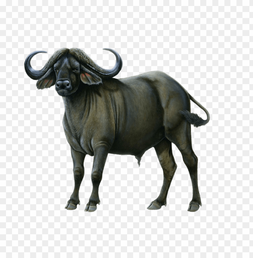 
buffalo
, 
animal
, 
savanna
, 
fast
, 
angry
, 
fight
, 
male
