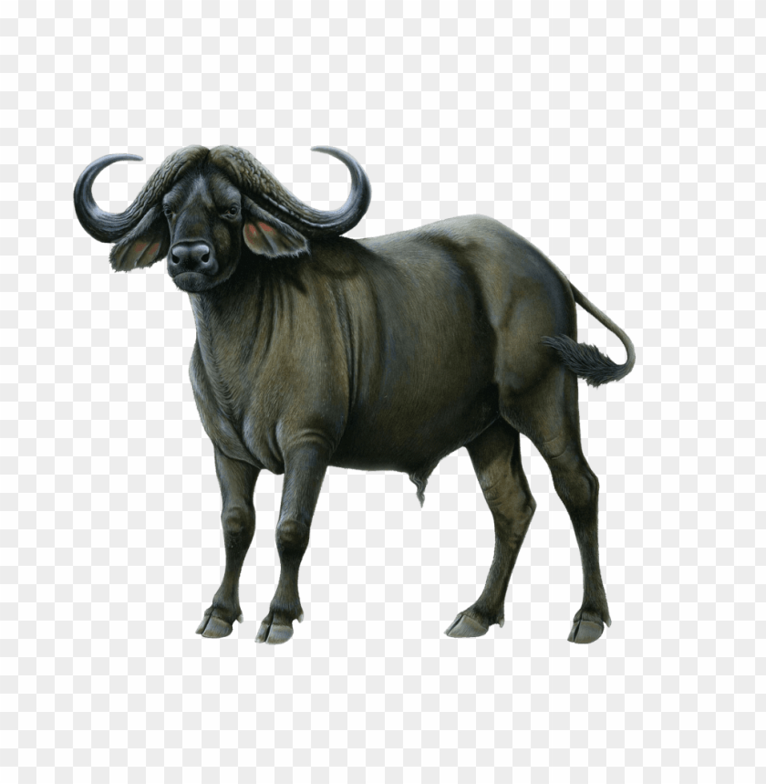 animals, cows, buffalo drawing, 