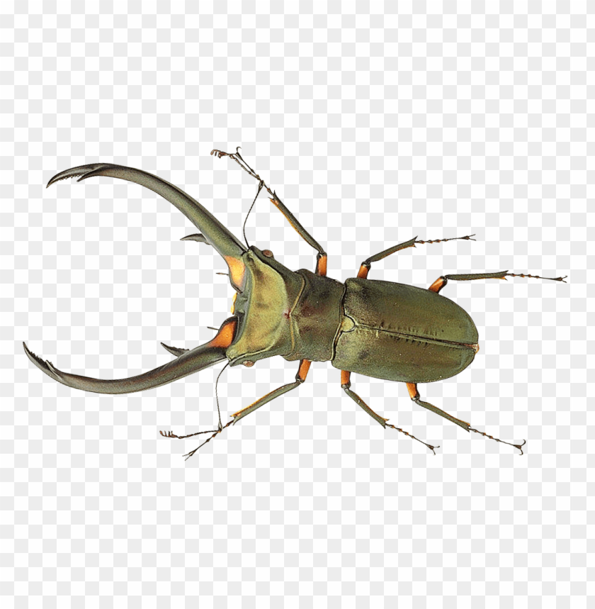 Bug Png Images Background - Image ID 10329