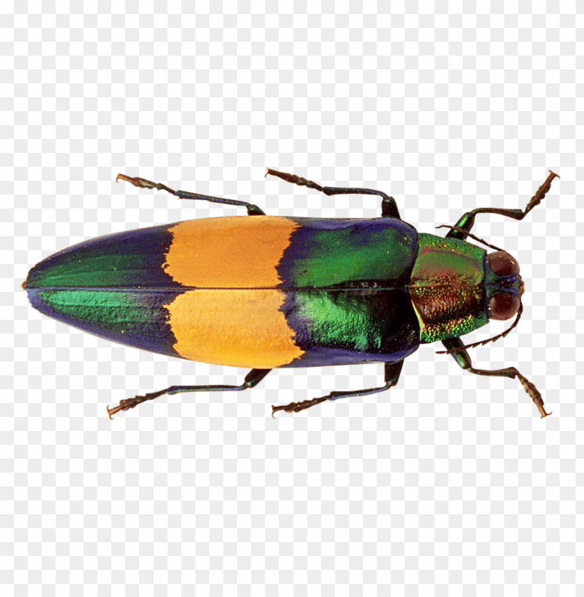 
nature
, 
macro
, 
fly
, 
danger
, 
insect
, 
beetle
, 
bug
