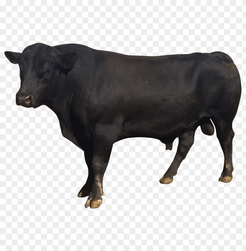 animal, bull, buffalo, ox