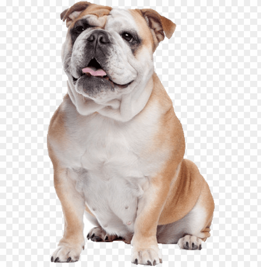 bull dog png english bulldog dog PNG transparent with Clear Background ID 202747