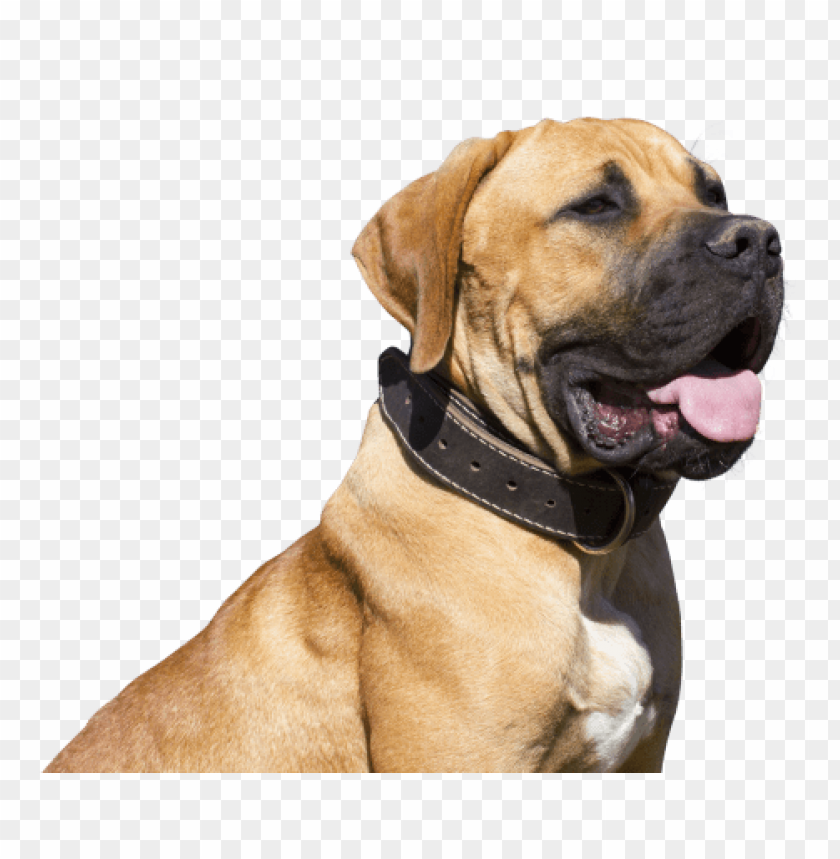 bulldog png,french bulldog png,bulldog,bulldogs png all,1280px,bulldog track wikipedia,:crestline bulldog.png