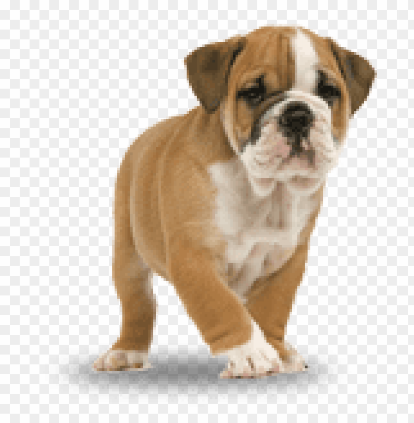 bulldog png,french bulldog png,bulldog,bulldogs png all,1280px,bulldog track wikipedia,:crestline bulldog.png
