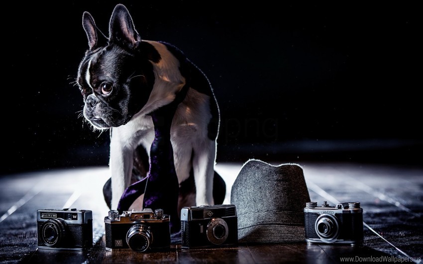 Bulldog Cameras Costume Dog Shadow Tie Wallpaper Background Best Stock ...