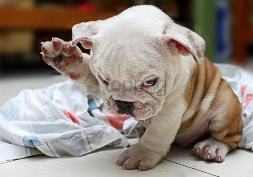 bulldog, cute, dog, fold, puppy wallpaper background best stock photos |  TOPpng