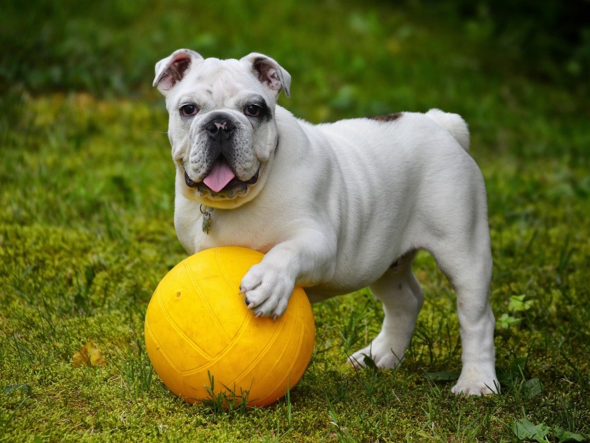 bulldog, dog, ball, tongue protruding, funny