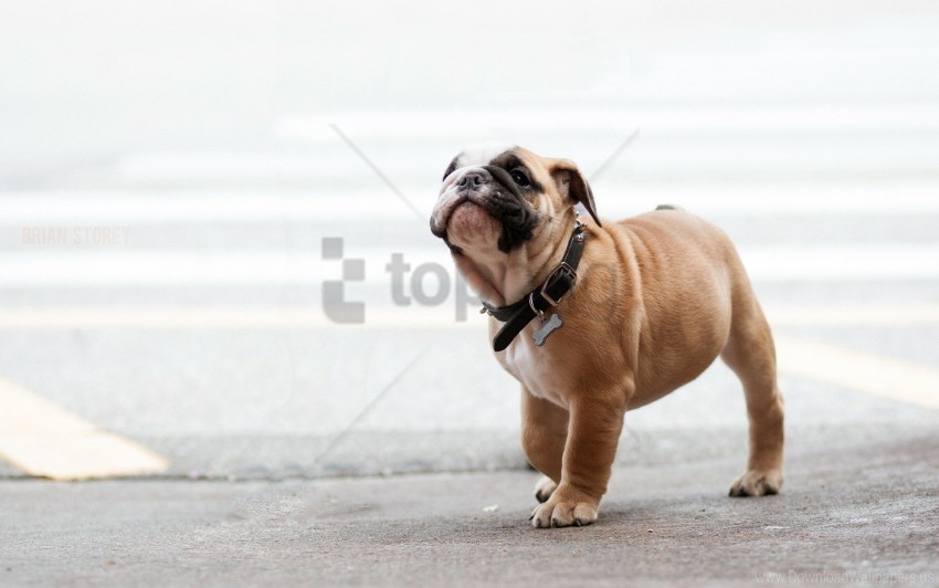 bulldog dog dog collar walk wallpaper background best stock photos - Image ID 150553