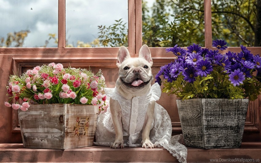 Bulldog Dog Dress Eyes Flowers Tongue Wallpaper Background Best Stock ...